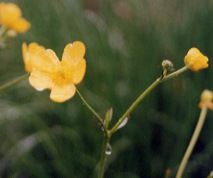 ���˂̂ڂ���